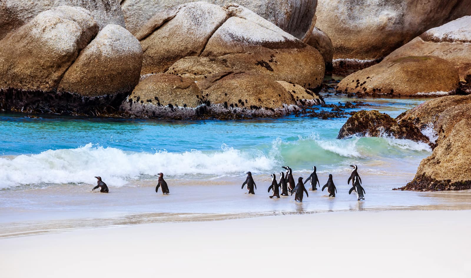 Brillenpinguine am Strand von Boulders zwischen großen Granitblöcken