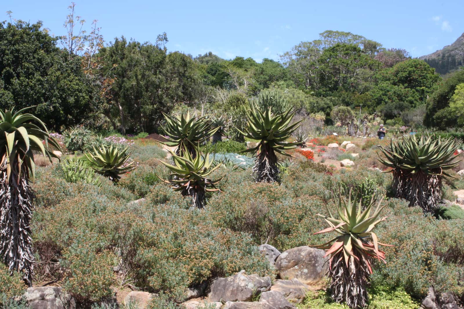 Aloen und niedrige Sukkulenten in einem Beet in Kirstenbosch, dahinter Bäume und ein bewaldeter Berghang