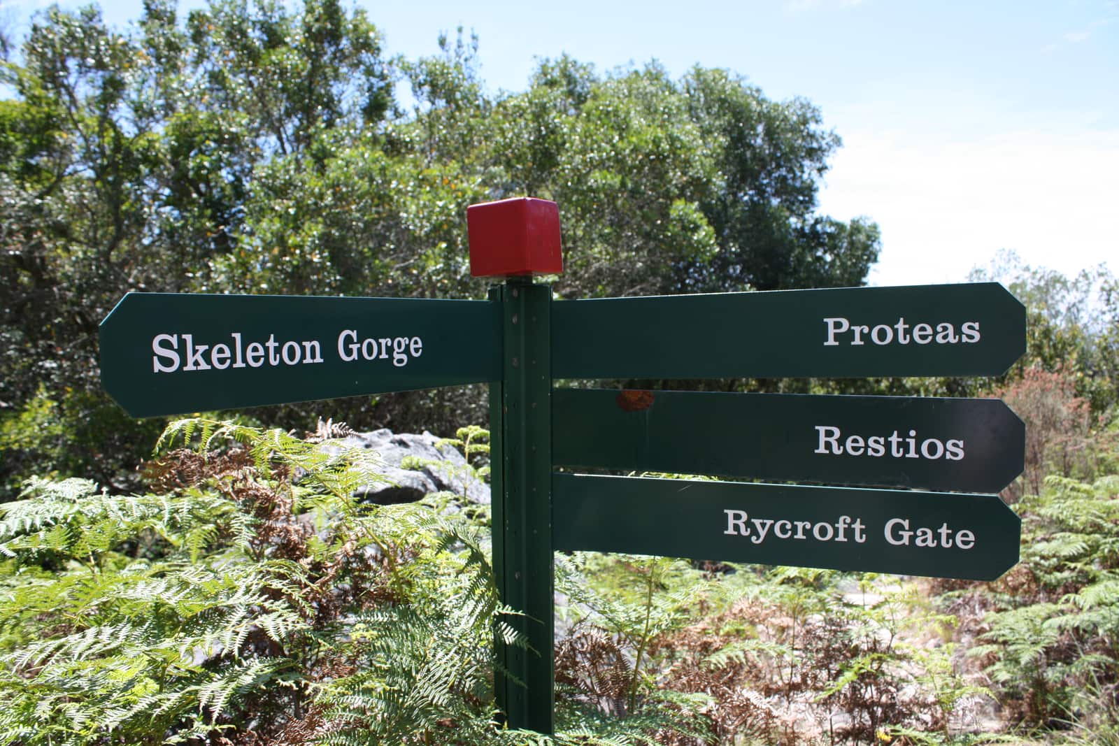Grüner hölzerner Wegweiser in Kirstenbosch mit den Armen Skeleton Gorge, Proteas, Restios und Rycroft Gate, dahinter Farne und Bäume